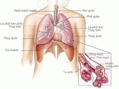 Nhận định điều dưỡng hệ hô hấp