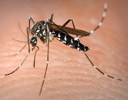 Các nhà nghiên cứu sẽ dùng liệu pháp gen để ngăn chặn muỗi đốt