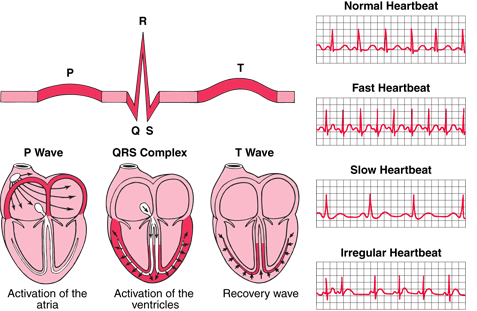 Thumbnail Theo dõi Điện tâm đồ trên Monitoring- rối loạn thường gặp