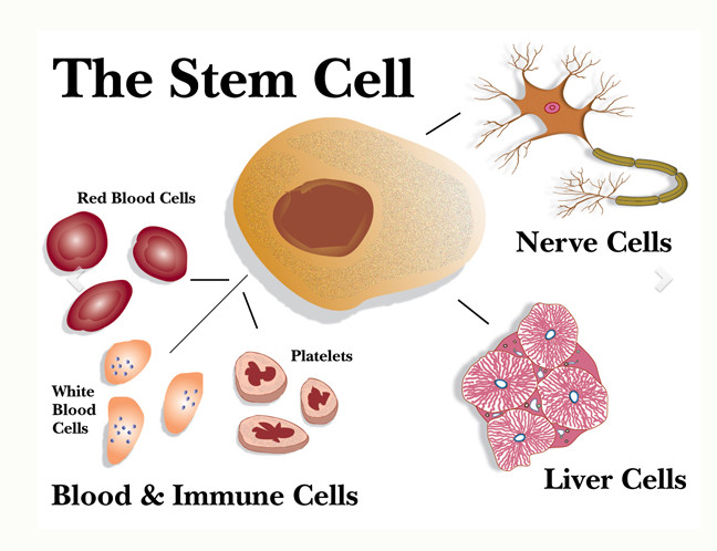 Tế bào gốc những kiến thức sơ khởi